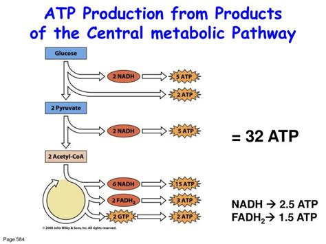 PPT - Citric Acid Cycle PowerPoint Presentation - ID:6238339