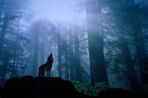 Wolf Pack Howling Wallpaper