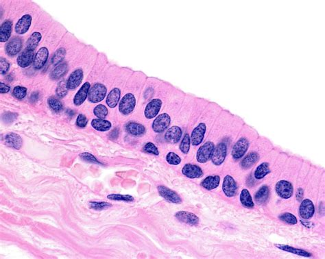 Ciliated Epithelial Cells By Jose Calvo/science Photo Library | ubicaciondepersonas.cdmx.gob.mx