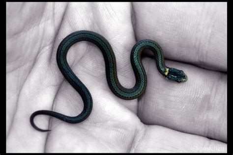 Baby Redbelly Snake 1 by UffdaGreg on DeviantArt