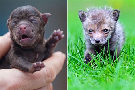 Man Brings Home Baby Fox Cub After Mistaking It for a Puppy