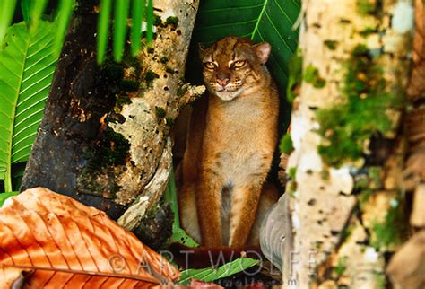 Endangered Earth Blog: Borneo Bay Cat