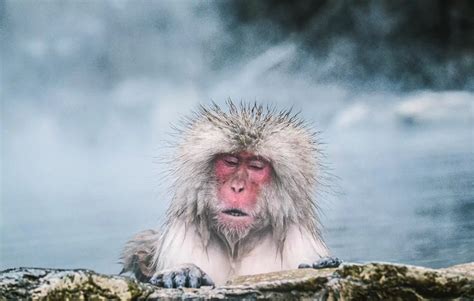 At Jigokudani Monkey Park in Hokkaido, Japan, you can see snow monkeys ...