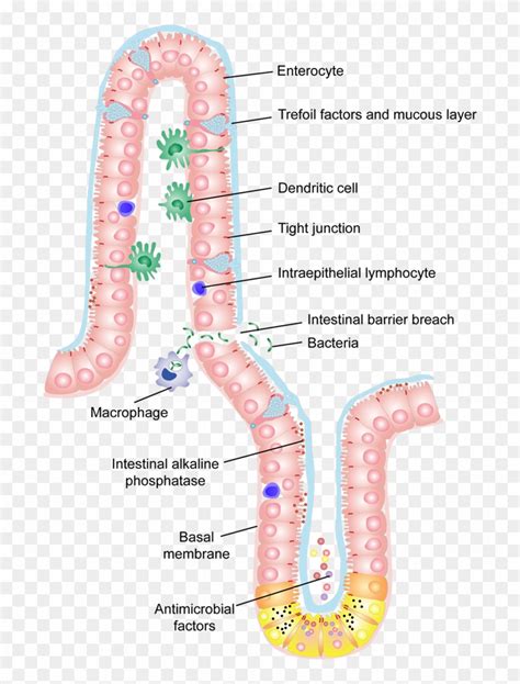 Intestinal Epithelial Barrier, HD Png Download - 700x1025(#4859211) - PngFind