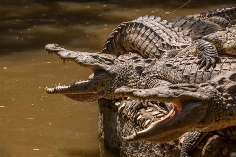 Grüner Salat kreativ Emulieren, nacheifern difference caiman and alligator Erwarte es Negativ ...