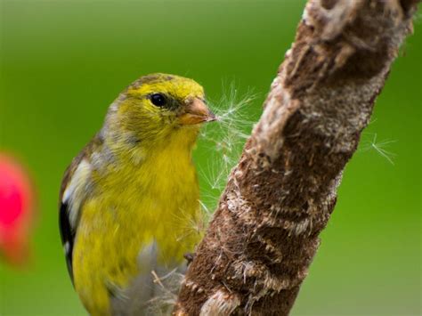 American Goldfinch Nesting: A Complete Guide | Birdfact