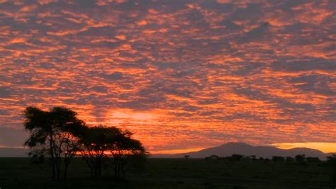 A Gorgeous Orange Sunset Over The Plains Of Africa With Acacia Trees In ...