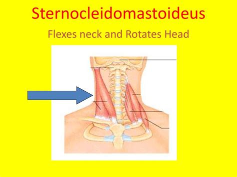 Major Skeletal Muscles of Head and Neck - ppt download