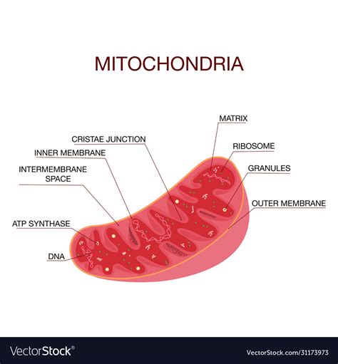 Diagram structure mitochondria medical Royalty Free Vector