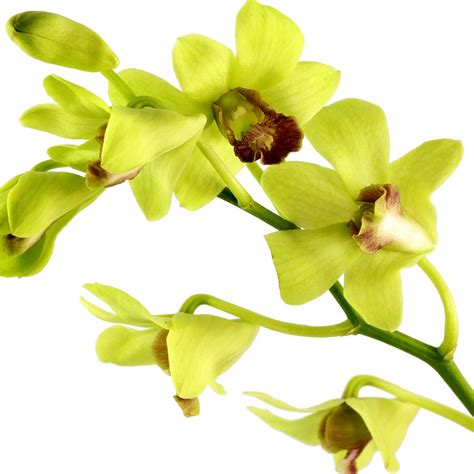 Green Dendrobium Orchids, Orchids in Bulk | Wholesaleflowers.net