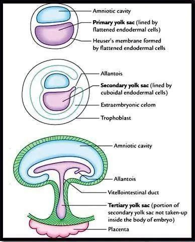 Placenta Formation (Extra Embryonic Mesoderm, Yolk Sac)