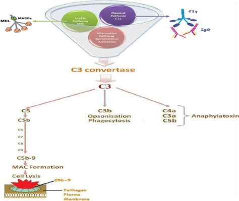 Diagram illustrating the complement system. The complement system... | Download Scientific Diagram