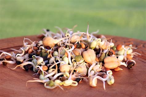 Buy Living Seeds Stir-Fry Blend Sprouting & Microgreen Seeds Online | Faithful to Nature