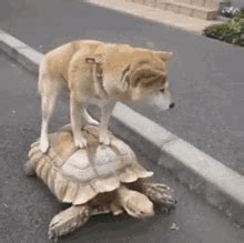 Slow Turtle GIF - Slow Turtle Dog - GIF များ ရှာဖွေရန်နှင့် မျှဝေရန်