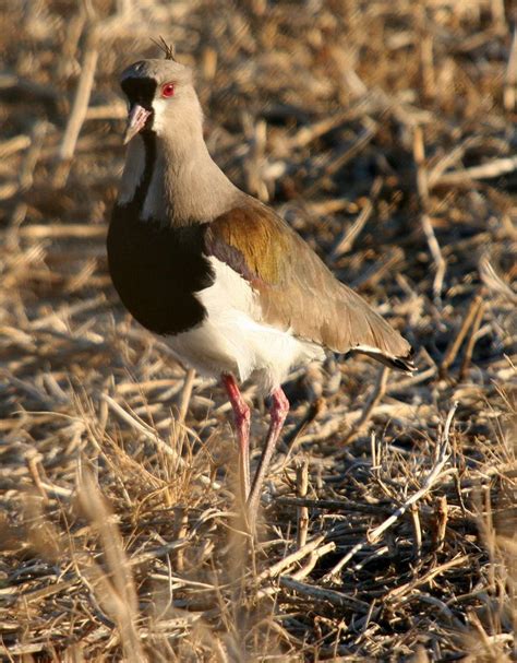 33 best Argentine wildlife images on Pinterest | Wildlife, Argentina and Buenos aires argentina