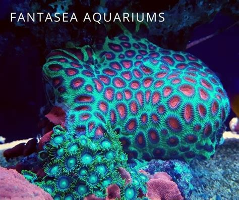 Favia Coral Care and Growing | Brain coral | FantaSEA Aquariums