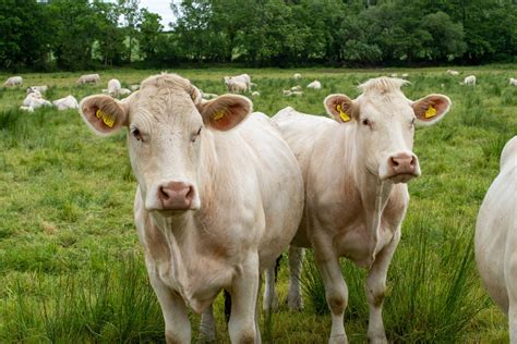 Charolais Cattle: Essential Facts and Breed Information