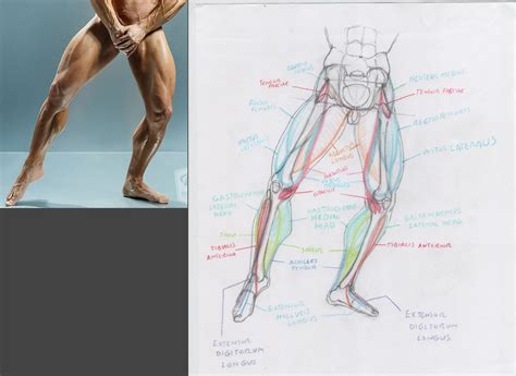 Leg Muscle Drawing at GetDrawings | Free download