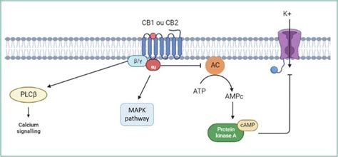 Major signal transduction pathways of cannabinoid receptor activation ...