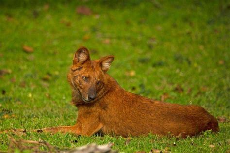 18 Wild Animals in Myanmar [Wildlife in Myanmar] - Kevmrc