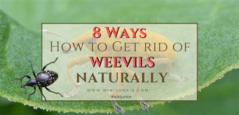 8 Ways How to Get Rid of Weevils Naturally | Weevils, Jar containers ...