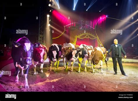 Performer showing an act with cattle. Circus Louis Knie junior, Austria ...