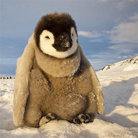 Antarctica Vacations: Best Places to Explore in Antarctica #Antarctica ...