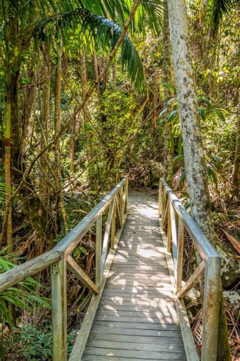 Mt Tamborine Rainforest Skywalk on the Gold Coast