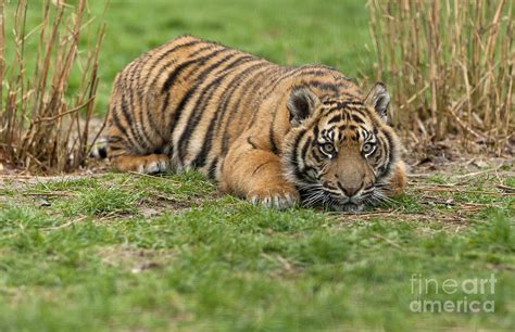 Tiger Cub Lying Down Photograph by Philip Pound