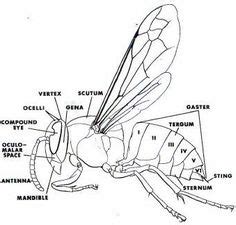 Insect Anatomy - they have three body segments: head,thorax, and abdomen, and have six legs ...