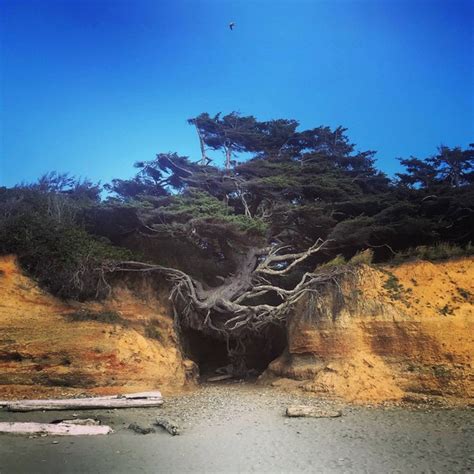 The Tree of Life Kalaloch WA - Photorator