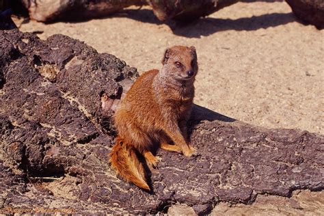 Yellow Mongoose photo WP05127