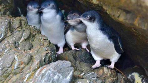 The Yellow Eyed Penguins | New Zealand Vacations