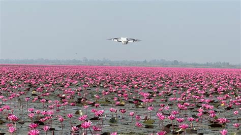 Drone flying over the red lotus lake 🪷 - YouTube