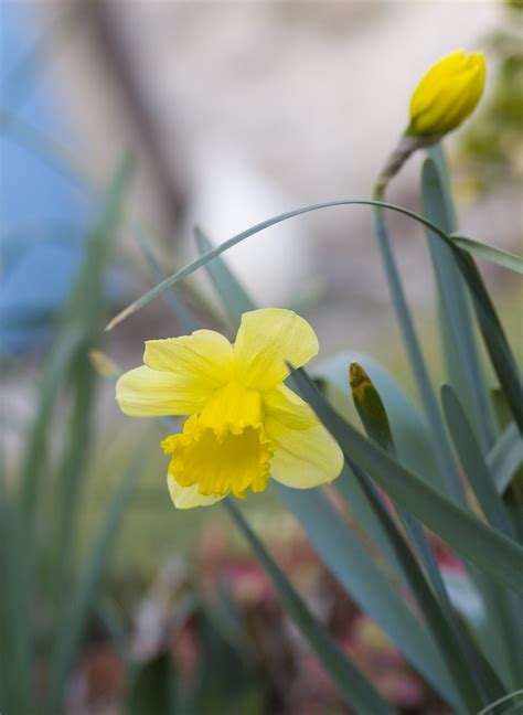 Free Stock Photo 1118-daffodils_yellow_1596.jpg | freeimageslive