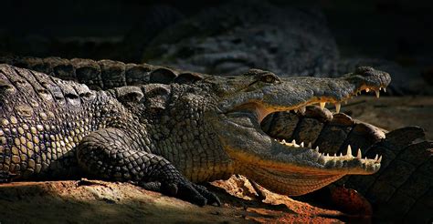 Do you know the size of the teeth of this ancient crocodile?