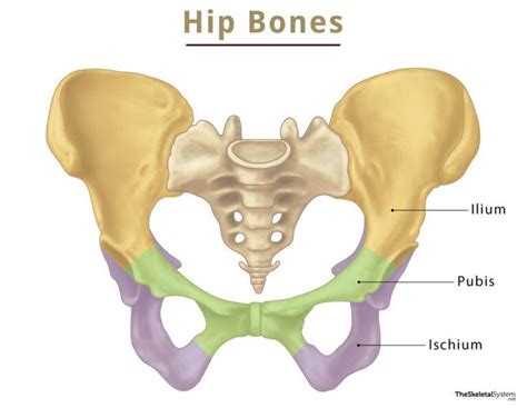 Pubis (Pubic Bone) – Anatomy, Location, Functions, & Diagram