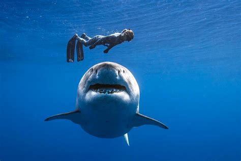 Ocean Ramsey: the shark whisperer