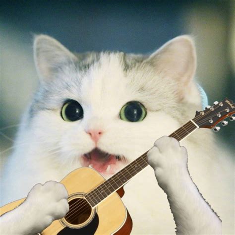 Guitar N-Word Cat | N-Word Cat | Know Your Meme