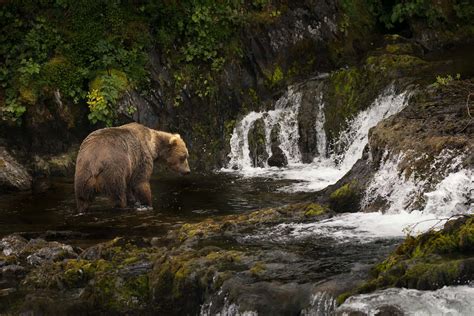 Download A Kodiak Bear in its Natural Habitat | Wallpapers.com