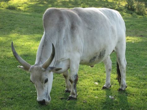 Zebu Cattle Breed: Facts, Uses, Origins & Characteristics (with ...