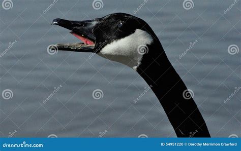 Canada Goose honking stock photo. Image of canada, protesting - 54951220