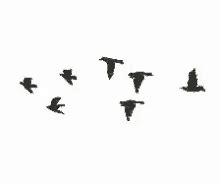 Birds Flying Sketch GIFs | Tenor