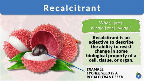 Recalcitrant - Definition and Examples - Biology Online Dictionary