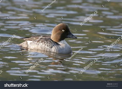 Common Female Goldeneye Duck Stock Photo 9235873 : Shutterstock