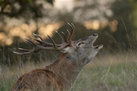 Premium Photo | A red deer stag bellowing