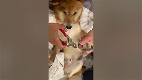 Shiba Inu Nail Trimming - The Quietest Shiba - YouTube