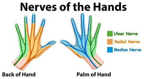 Diagram showing nerves of hands 414649 Vector Art at Vecteezy