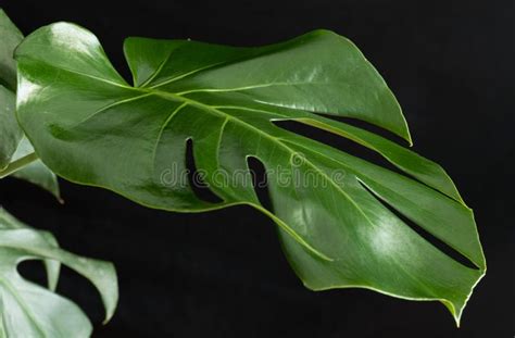 Monstera Plant Leaf on a Black Background Stock Photo - Image of natural, botanical: 192788150