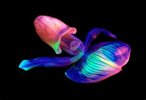 BIOLUMINESCENT NATURE, GLOWING CREATURES | Beautiful sea creatures, Deep sea creatures ...